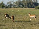 Africa 233 : Africa, Animal, Botswana, Mammal, Mombo, Okavango, Red Lechwe